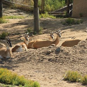 Nubian Soemmerring's Gazelle