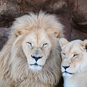 Fintan & Lemon the White Lions