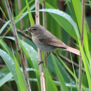 Garden warbler - Sylvia borin