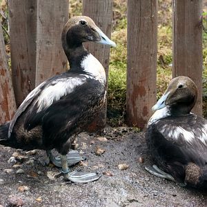 Faroese eider (Somateria mollissima faeroeensis)