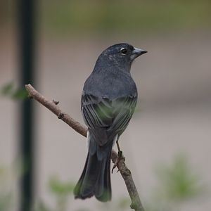 Tenerife blue chaffinch (Fringilla teydea)