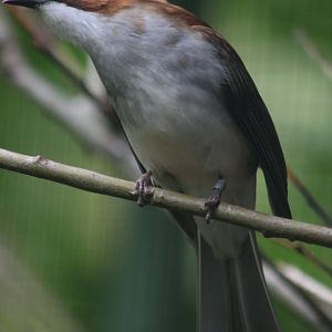 Chestnut bulbul (Hemixos castanonotus)