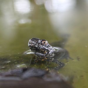 ? Northern crested newt (Triturus cristatus) ?