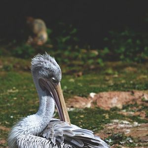 .:Pink-Backed Pelican:.