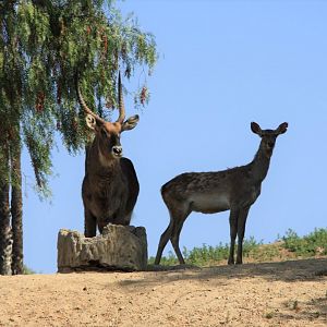 Defassa Waterbuck and Barbary Deer
