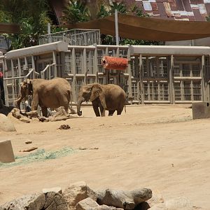 African Bush Elephant Herd