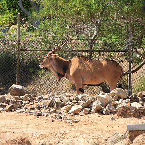 Eastern Giant Eland