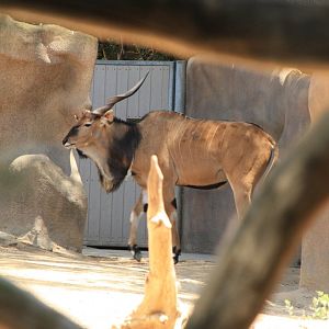 The Last Male Eastern Giant Eland