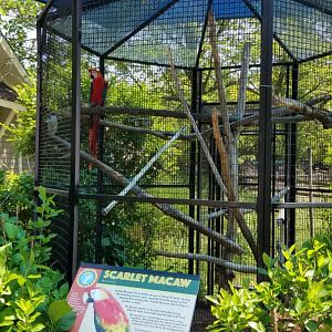 Bergen County Zoo - Scarlet macaw