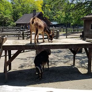 Bergen County Zoo - Farm