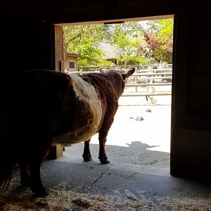 Bergen County Zoo - Farm