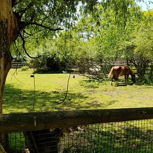 Bergen County Zoo - Belgian horse paddock