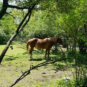 Bergen County Zoo - Belgian horse paddock