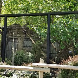 Bergen County Zoo - White-nosed coati