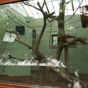 Bergen County Zoo - Golden lion tamarin indoor area