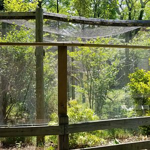 Bergen County Zoo - Cotton-top tamarin outdoor area