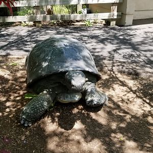 Bergen County Zoo - Tortoise statue