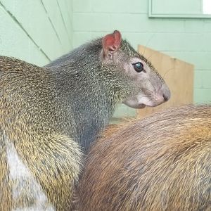 Bergen County Zoo - Red rumped agouti