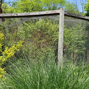 Bergen County Zoo - Goeldi's monkey outdoor area