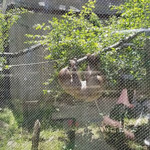Bergen County Zoo - Linneaus's sloth