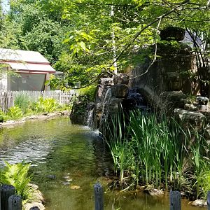 Bergen County Zoo - Water feature behind tamarins