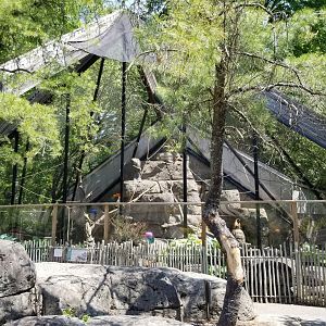 Bergen County Zoo - Black-handed spider monkey