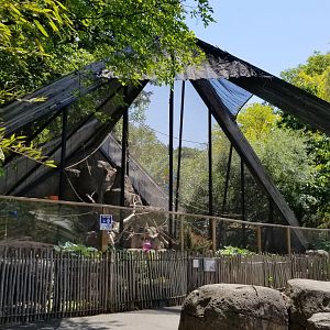 Bergen County Zoo - Black-handed spider monkey