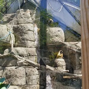 Bergen County Zoo - Black-handed spider monkey