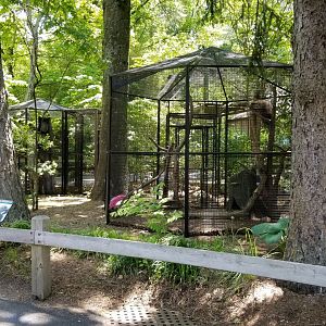 Bergen County Zoo - North American porcupine, screech owl