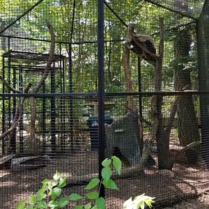 Bergen County Zoo - North American porcupine