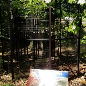 Bergen County Zoo - Screech owl