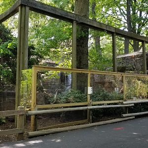 Bergen County Zoo - Cougar