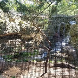 Bergen County Zoo - Cougar