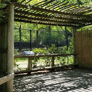 Bergen County Zoo - Guanaco