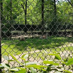 Bergen County Zoo - Guanaco