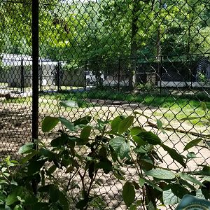 Bergen County Zoo - Guanaco