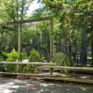 Bergen County Zoo - Ocelot