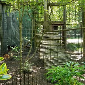Bergen County Zoo - Ocelot
