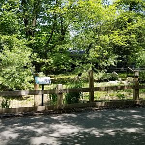 Bergen County Zoo - Baird's tapir