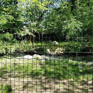 Bergen County Zoo - Baird's tapir (under water)
