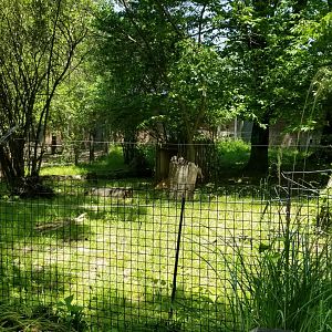 Bergen County Zoo - Giant anteater