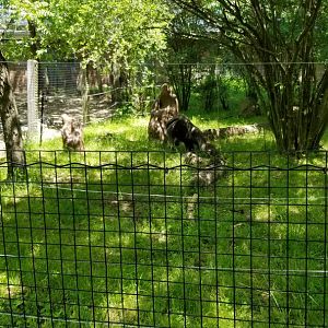 Bergen County Zoo - Giant anteater