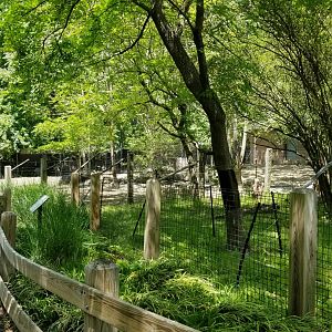 Bergen County Zoo - Giant anteater (front), rhea/capy/brocket (back)
