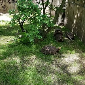 Bergen County Zoo - Red-footed, yellow-footed tortoises