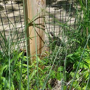 Bergen County Zoo - Central American red brocket