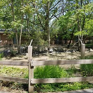 Bergen County Zoo - Central American red brocket, capybara, greater rhea