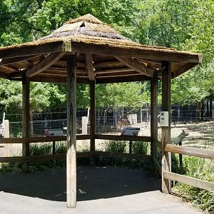 Bergen County Zoo - Central American red brocket, capybara, greater rhea