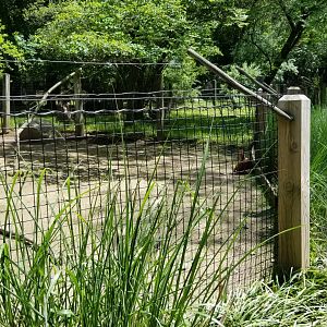 Bergen County Zoo - Central American red brocket