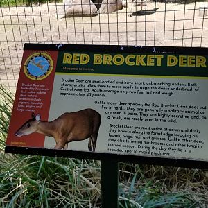 Bergen County Zoo - Signage example, Central American red brocket