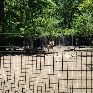 Bergen County Zoo - Capybara, greater rhea